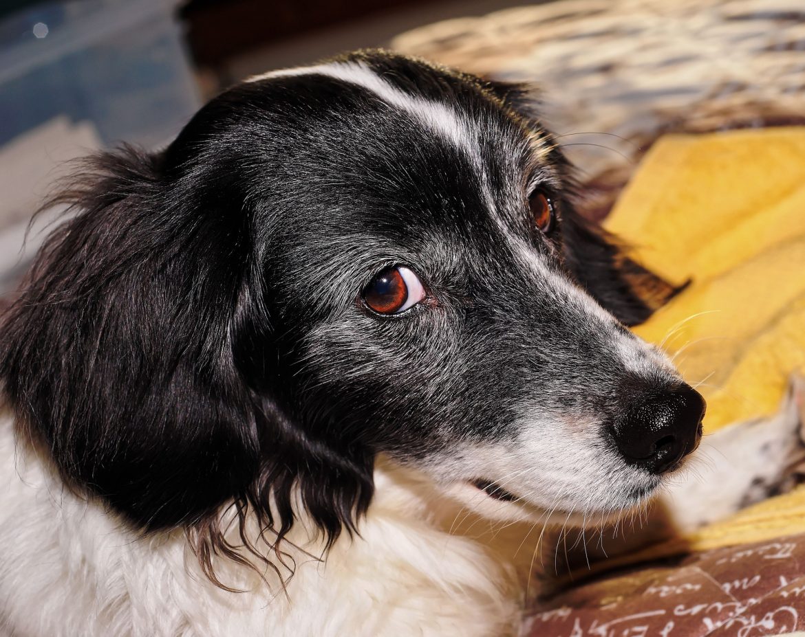 Help Your Dog Age Gracefully Help Your Dog Age Gracefully