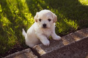 How to Raise a Well-Behaved Puppy