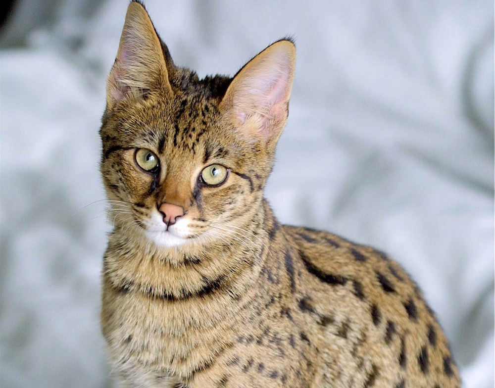 savannah cat breeder near me