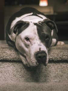 how do i teach my dog to use the stairs