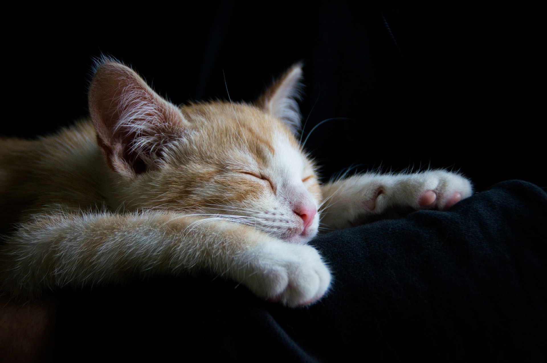 Why Do Cats Sleep So Much?