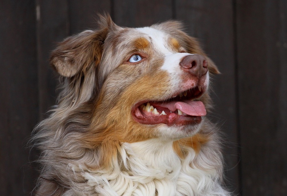 The Mini Australian Shepherd Dog - ( Mini Aussie ) - Animal Corner