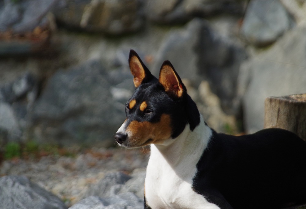 can a basenji eat slim jim