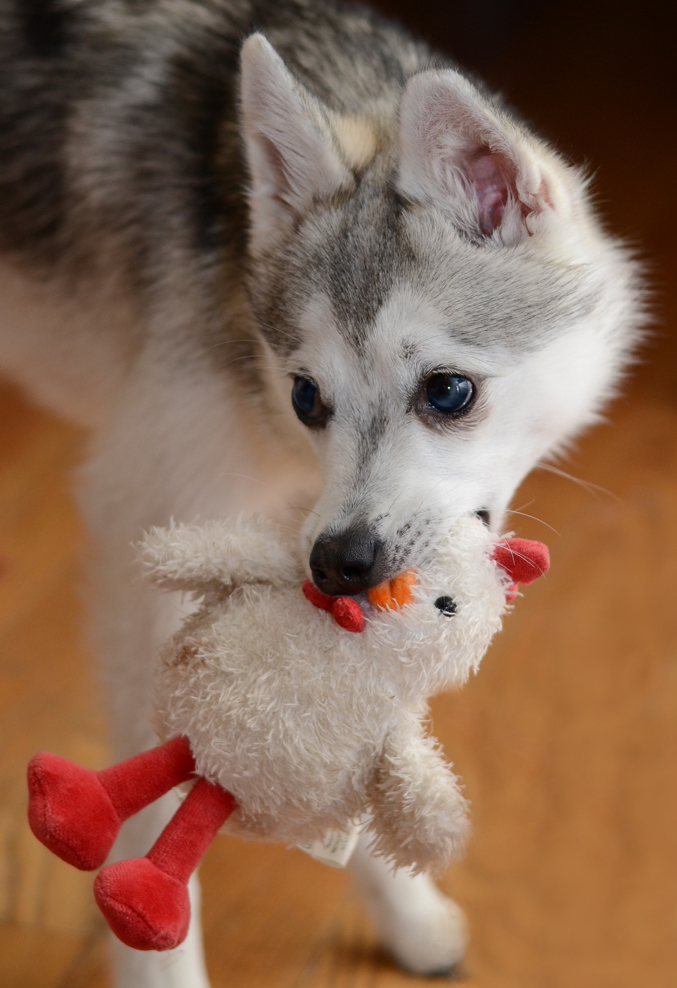 Can Dogs Eat Raw Chicken? Dog Health and Nutrition Mad Paws Blog