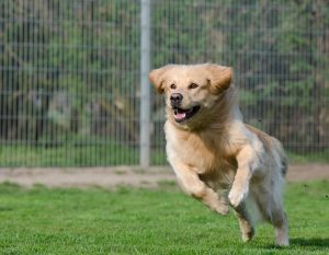 Kennel Alternative Mad Paws