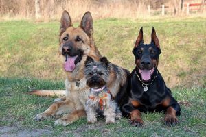 Most courageous dog 2024 breed