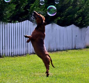Pet Sitting an Energetic Dog