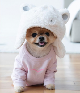 Top Instagram Dogs Jiffpom