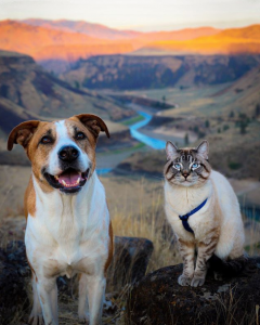 Henry the Colorado Dog