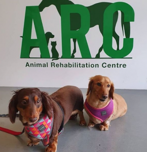 Doxies Down Under Top Instagram Dogs