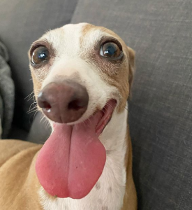 Top Instagram Dogs Lady Fi