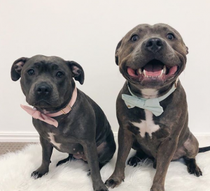 Scout and Iggy