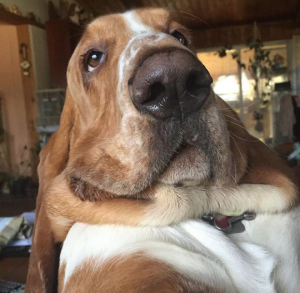 We Rate Dogs