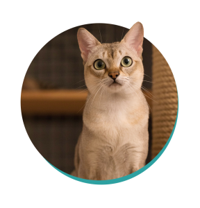 Cat Breed Singapura