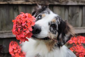 Valentine's Day with Your Dog