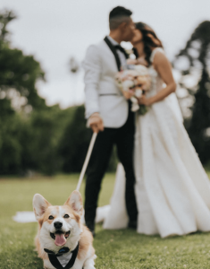 Become a Wedding Dog Sitter!