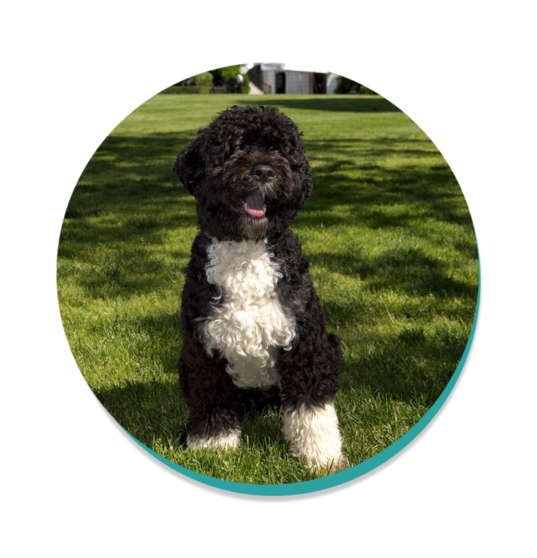 Portuguese Water Dog Dog Breeds Breed Information Mad Paws