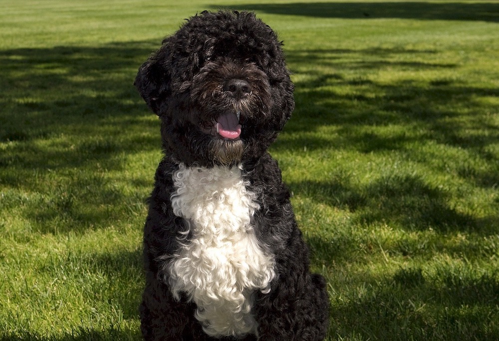 Portuguese Water Dog: Dog Breeds | Breed Information | Mad Paws