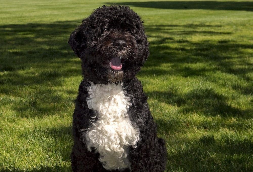 how much portuguese water dog