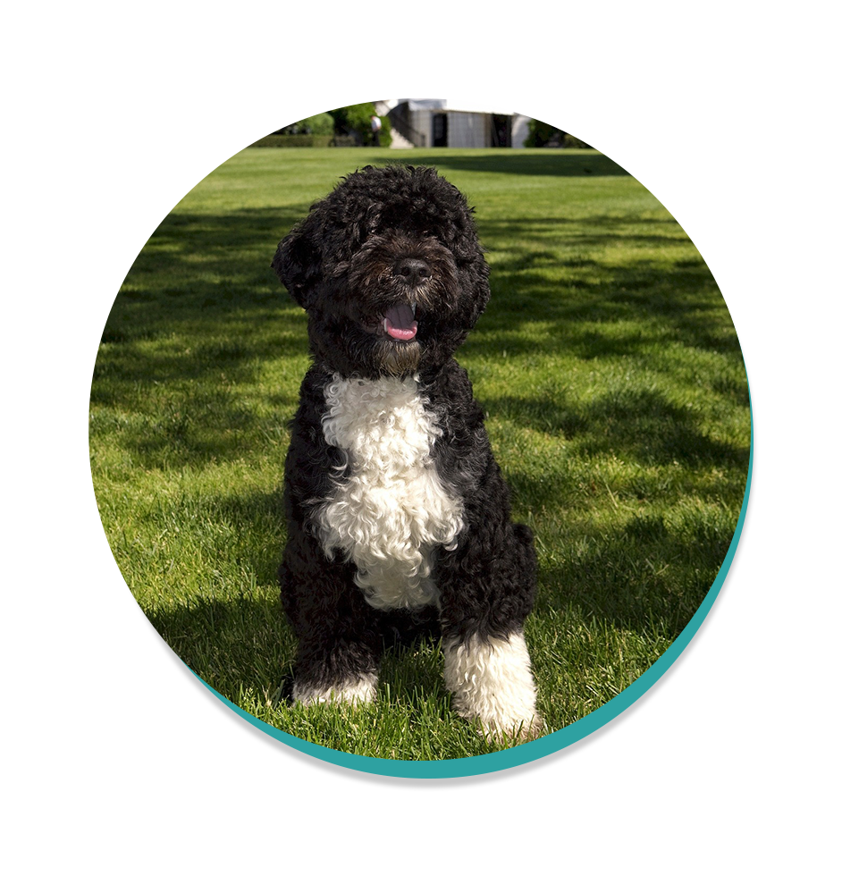 Portuguese Water Dog Dog Breeds Breed Information Mad Paws