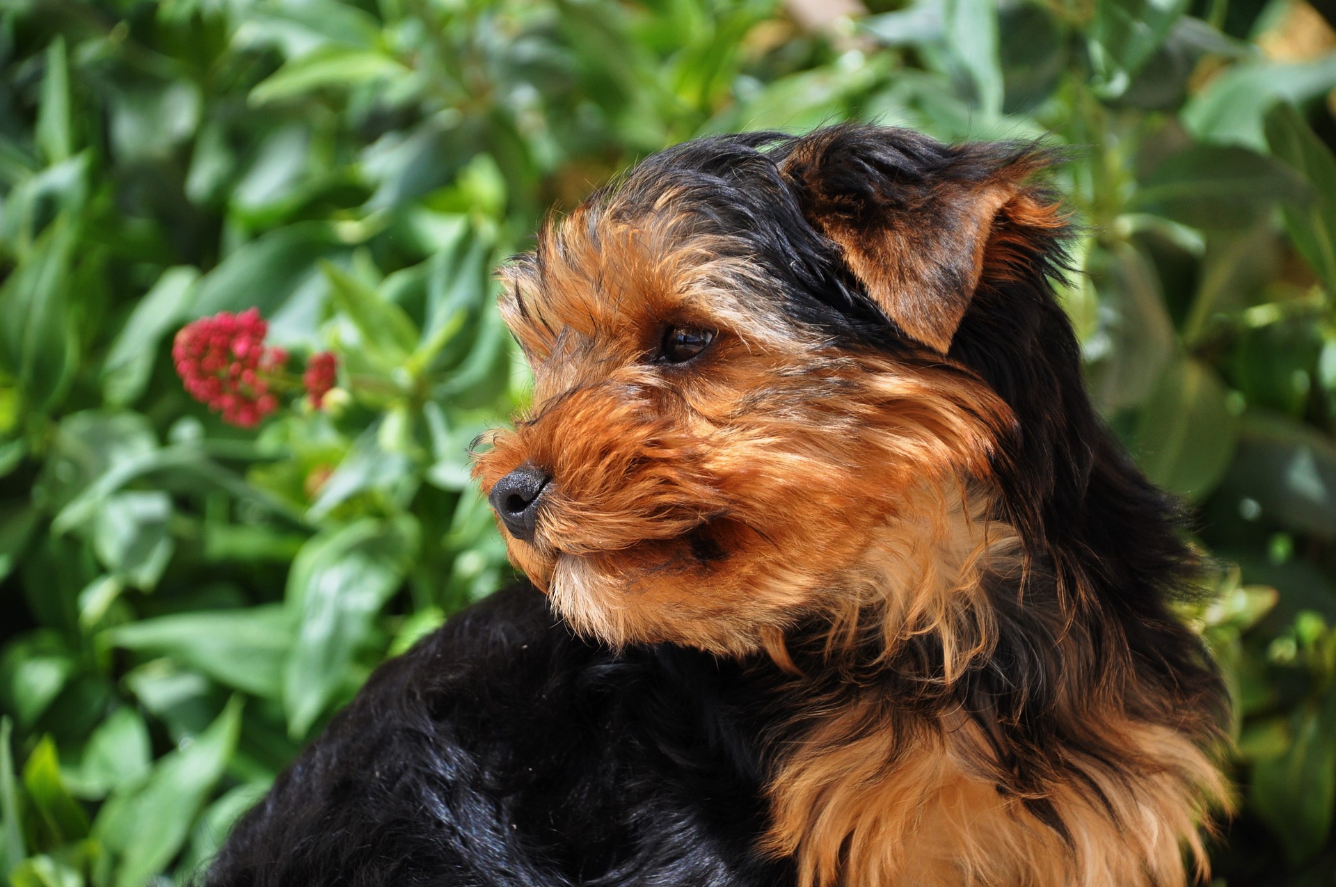 what is the best terrier for a family