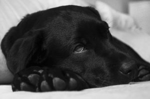 Can Coronavirus Affect Your Pet?