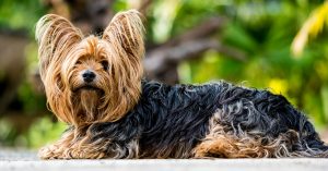 Dog Breeds with Beards