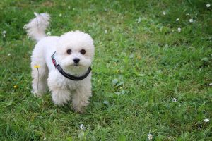 Legg-Perthes Disease in Dogs