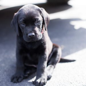 Parvovirus in Dogs