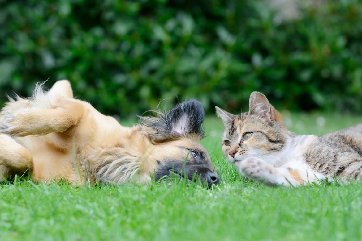 flea and tick treatment for dogs and cats