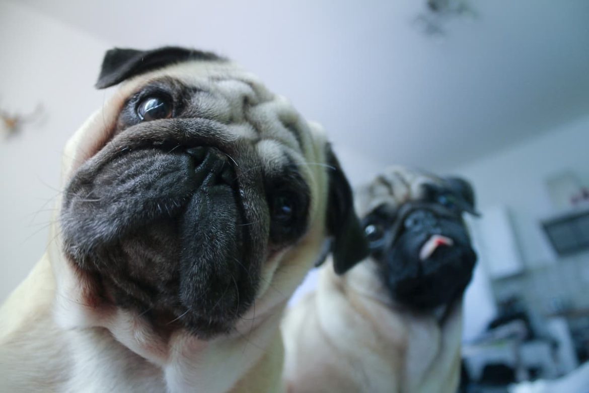 April fool's pranks pets