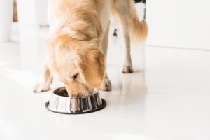 joint supplements for dogs