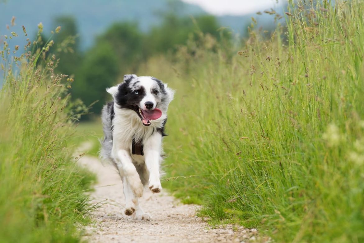 shutterstock_443439169 (1) flea tick and worm prevention for dogs