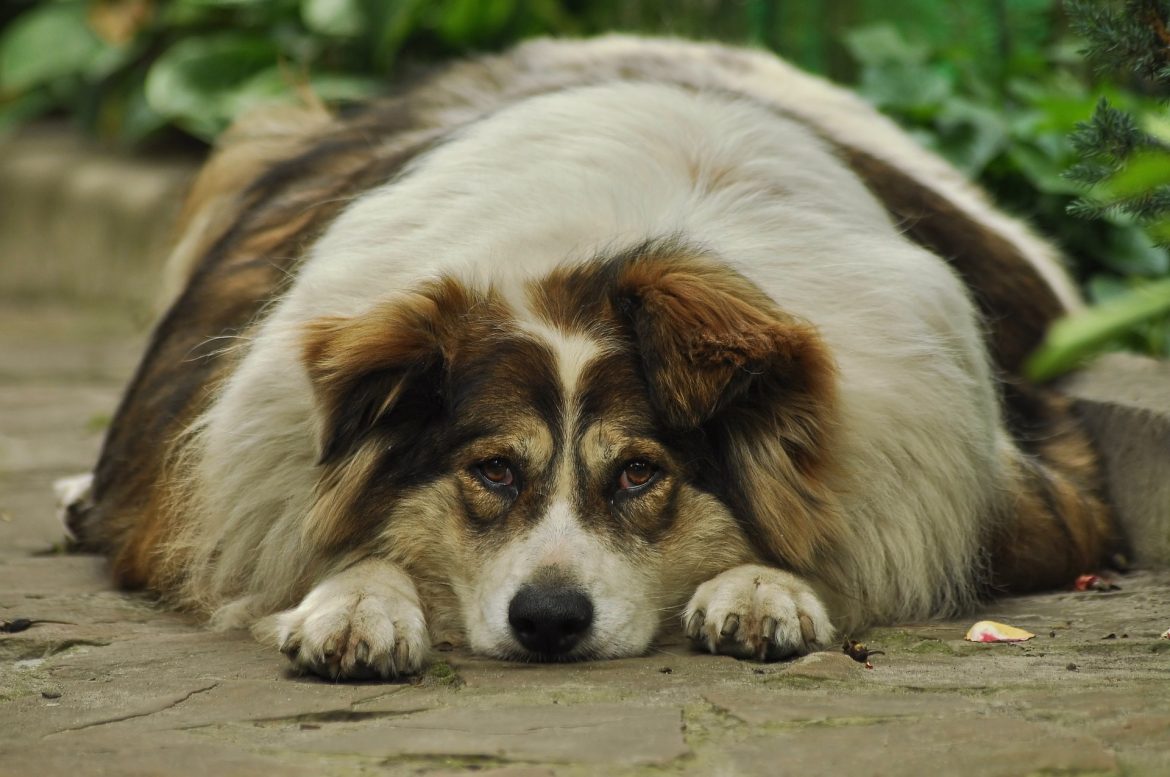 Overeating in Dogs Overeating in Dogs