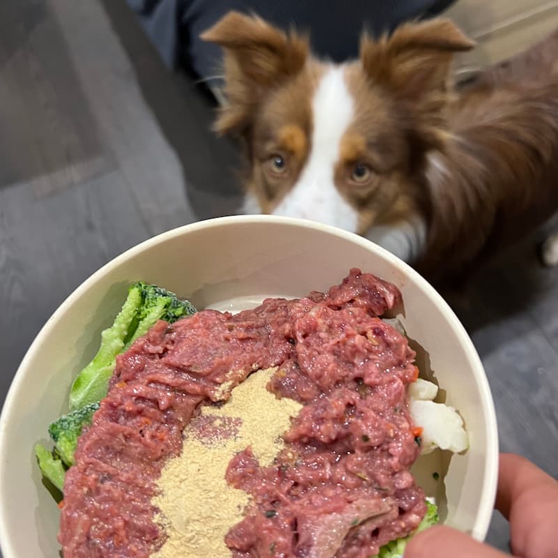 Probiotics for dogs and cats how they help