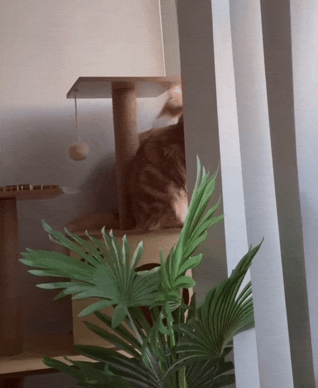 Two cats looking out the window