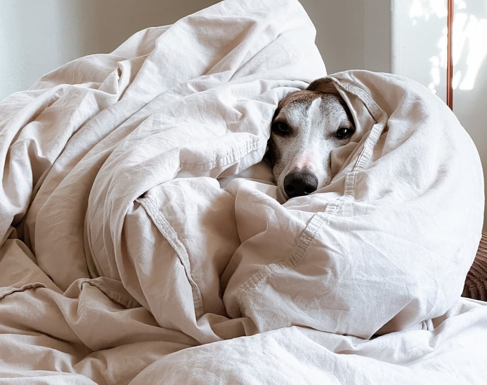 Need ways to keep your dog warm when it's cold?