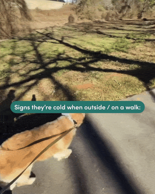 Is your dog showing signs that they're cold?