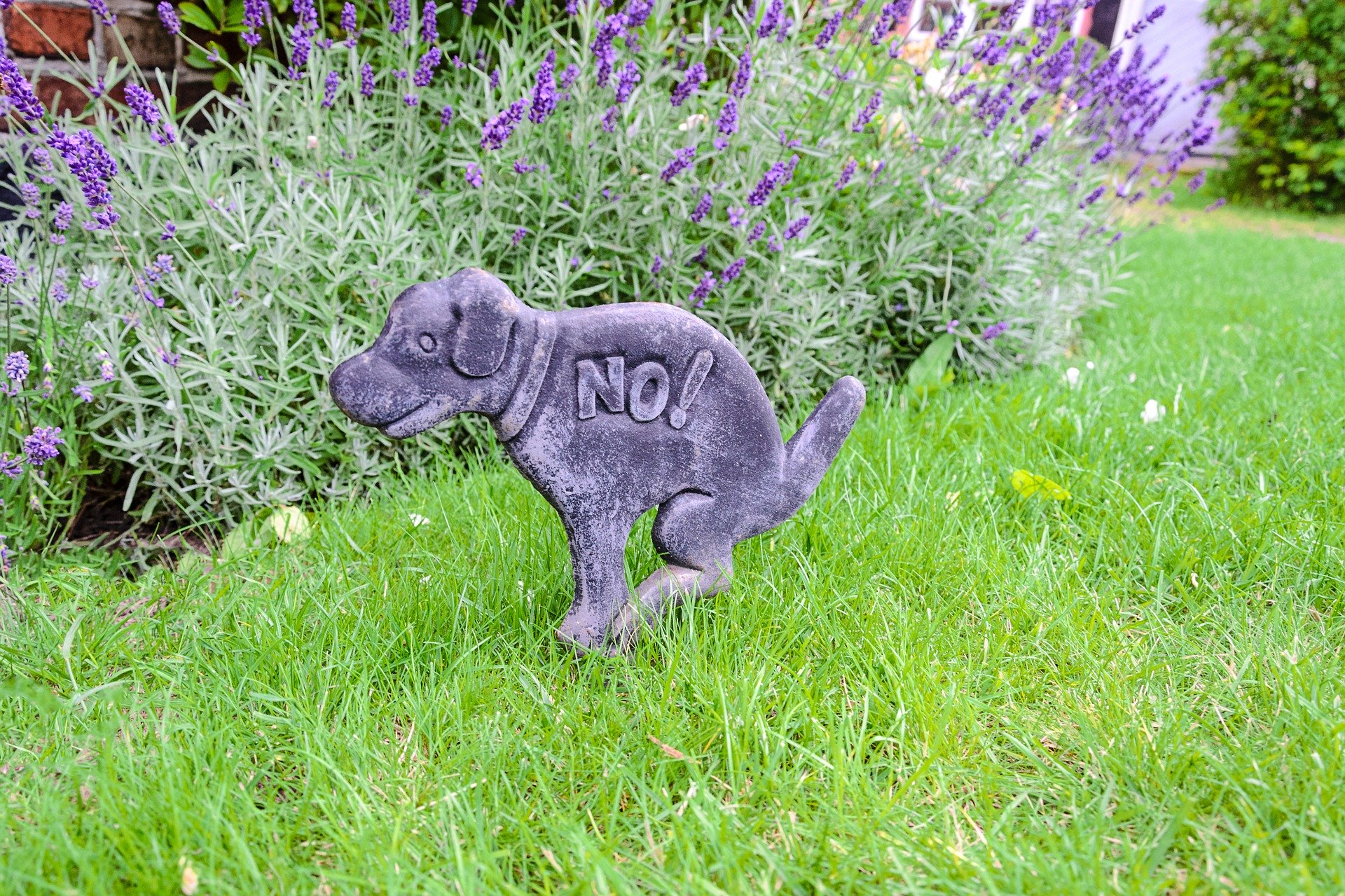 can you use dog poop in your garden