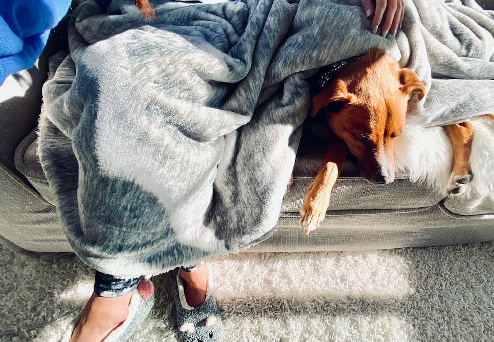 Is your dog showing signs of being cold? Help them stay warm with these tips...