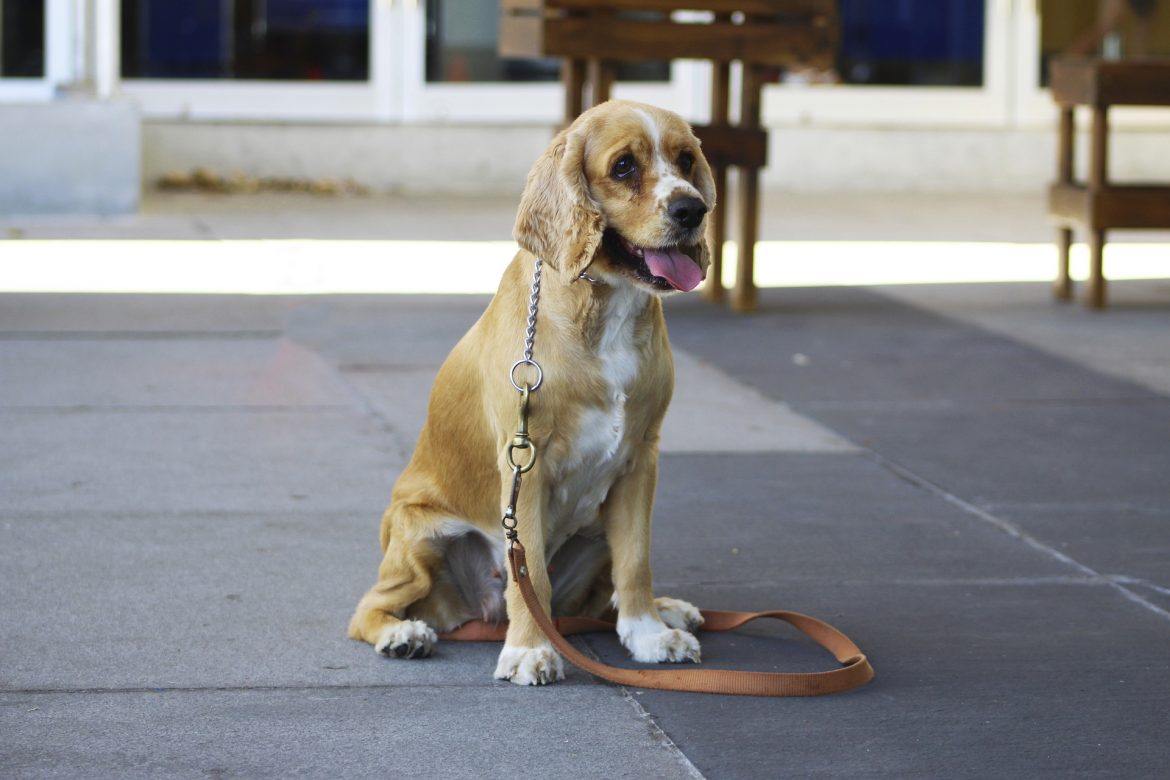 How to Teach Your Dog to Stay