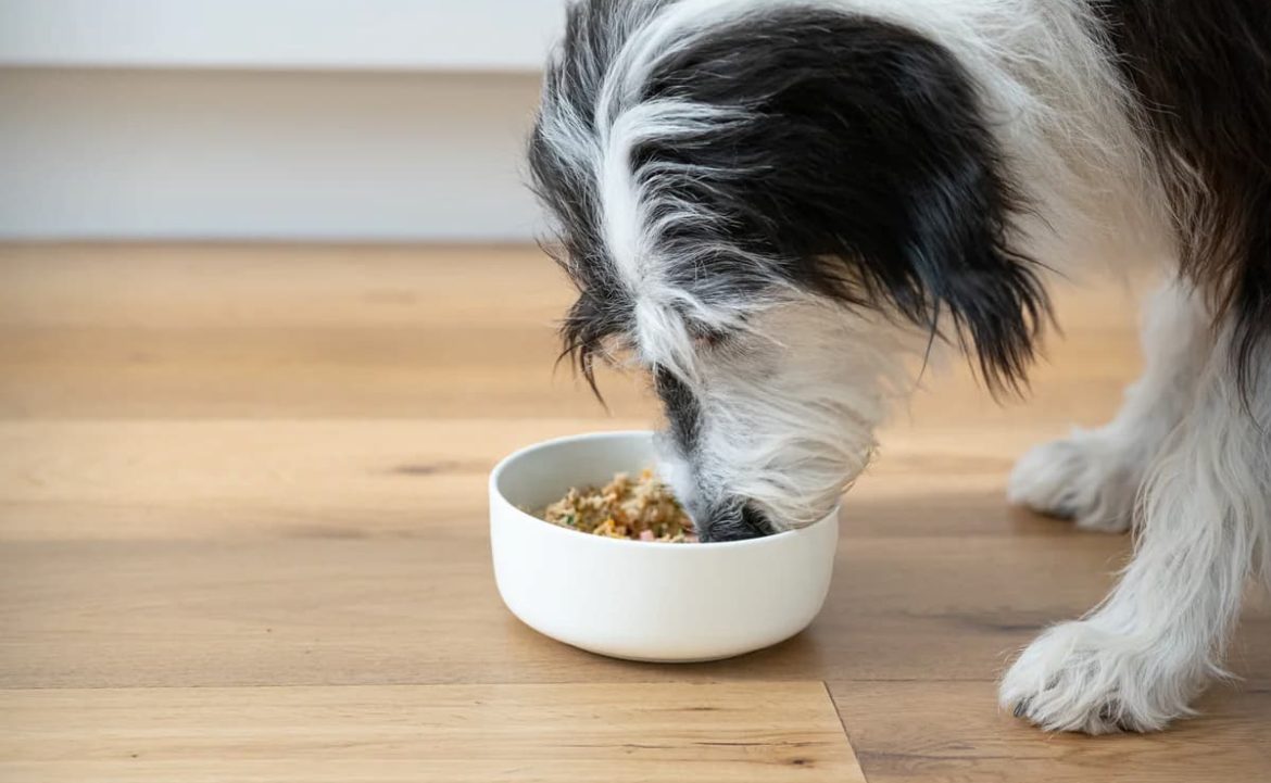 Prime100_DudleySlowCooked_-6785_1658426f-539c-4168-a28b-f1c776fbcc74_1200x single protein dog food is perfect for those who are looking for a sensitive stomach dog food