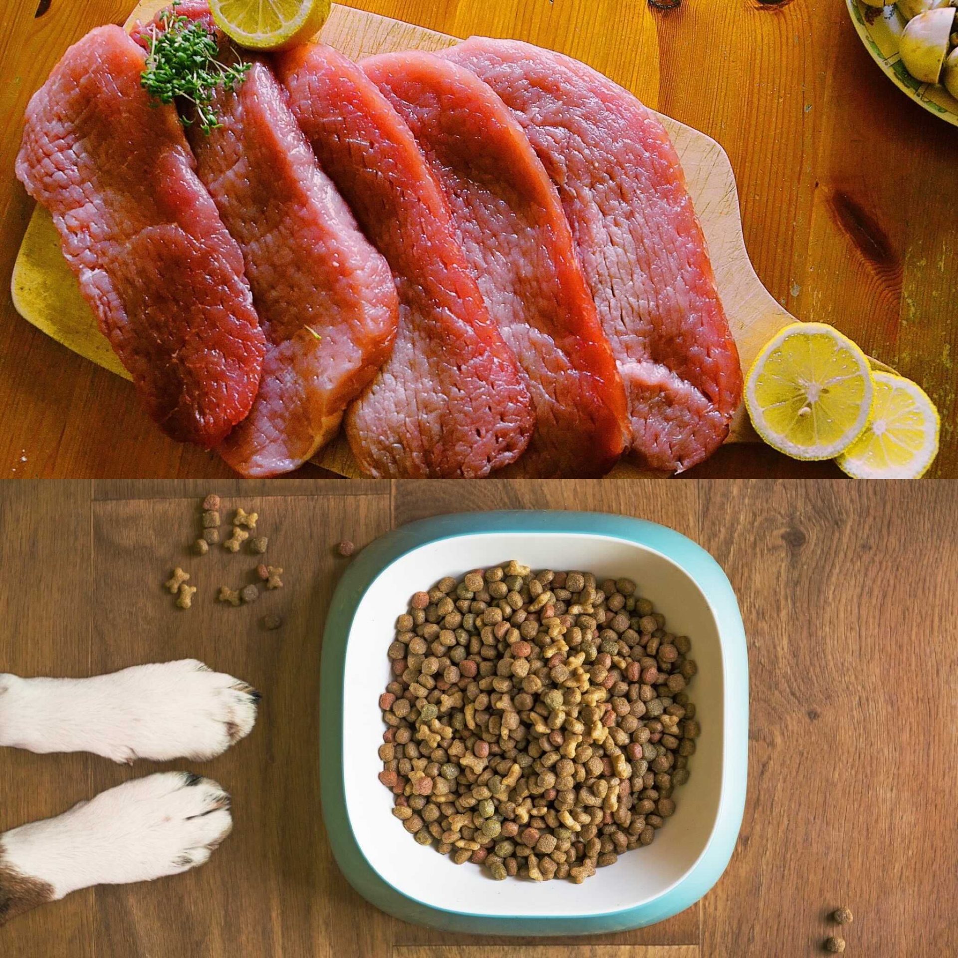 Raw Food Vs Kibble Which Is Best For Your Dog Mad Paws Blog