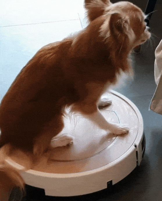 Not all dogs are afraid of vacuum cleaners