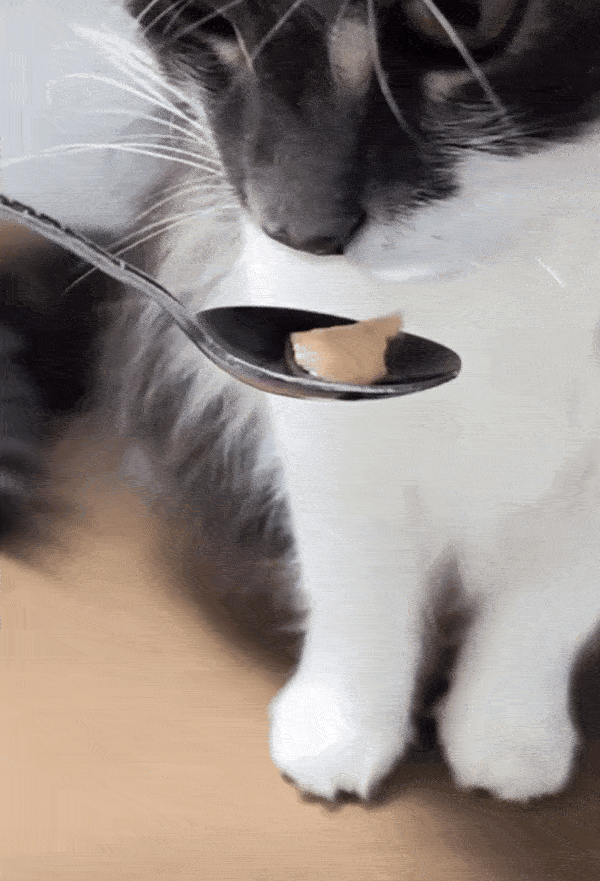 Is hand-feeding a requirement of your pet's personality type?