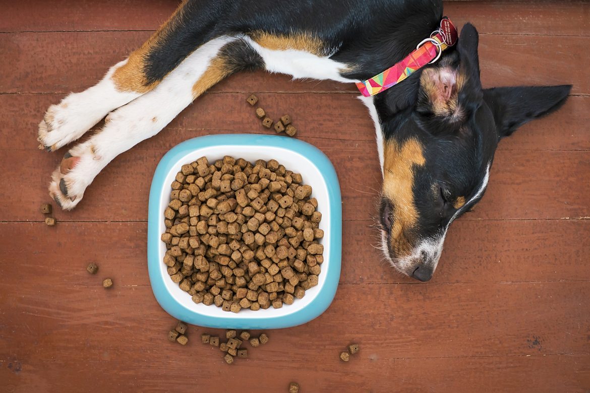 How to Choose the Right Kibble For Your Dog Mad Paws Blog