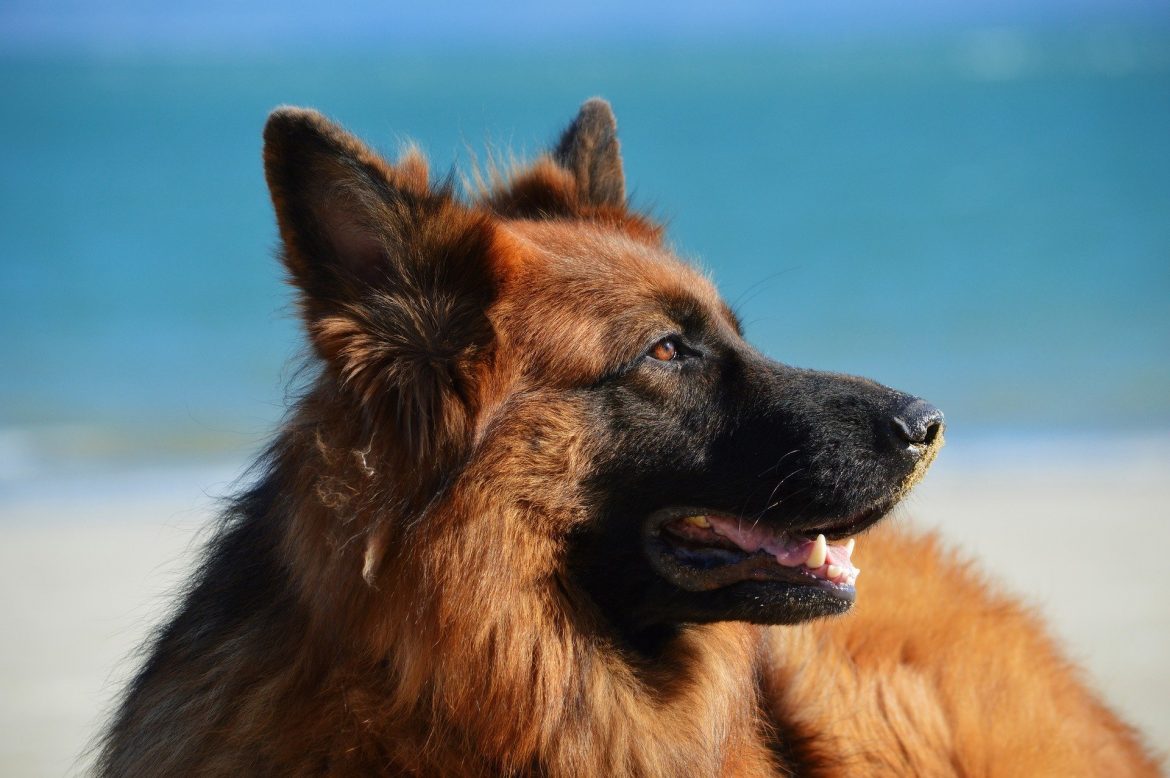 Smartest Dog Breeds Smartest Dog Breeds