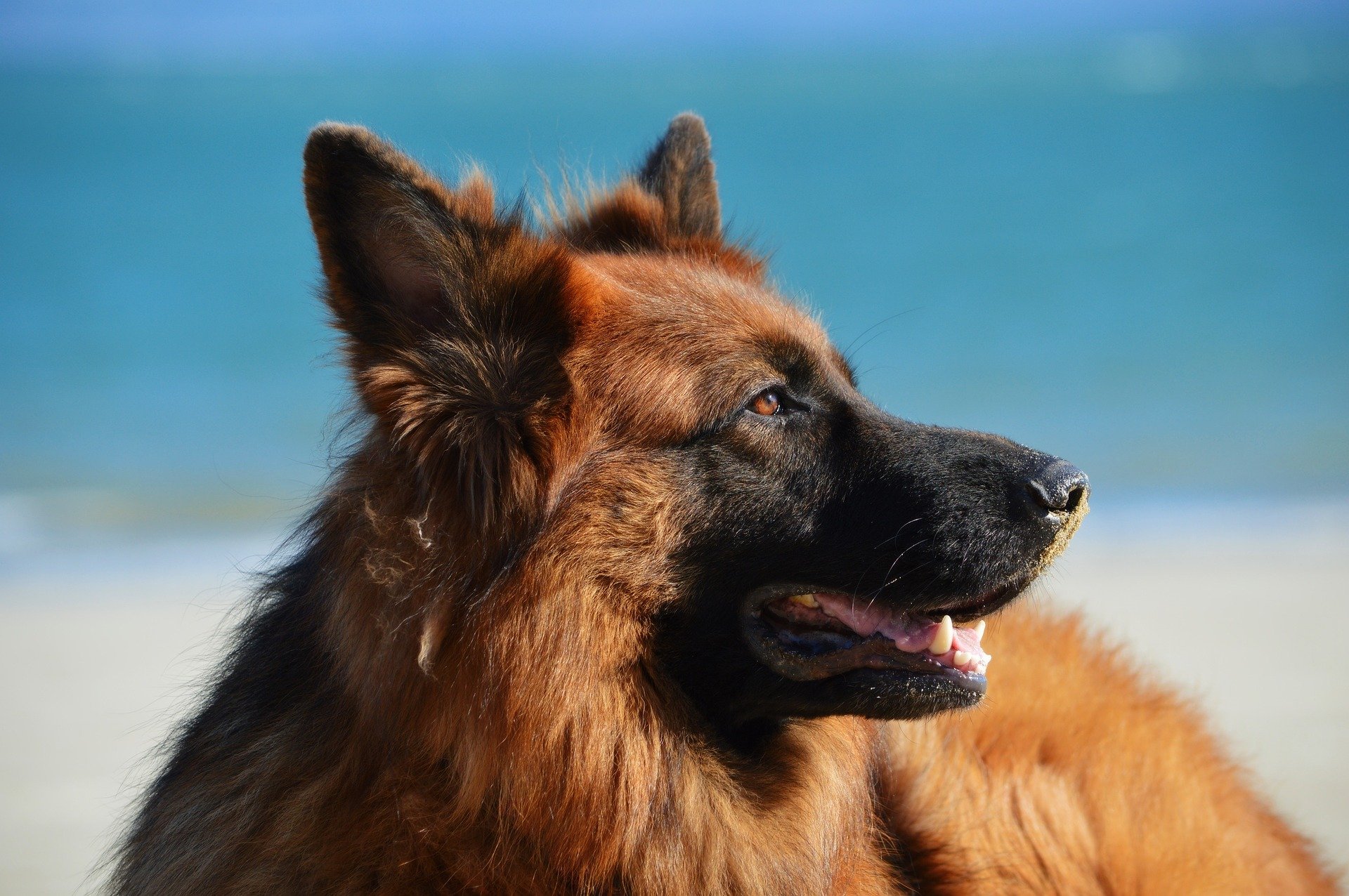 Top 10 smartest dog breeds