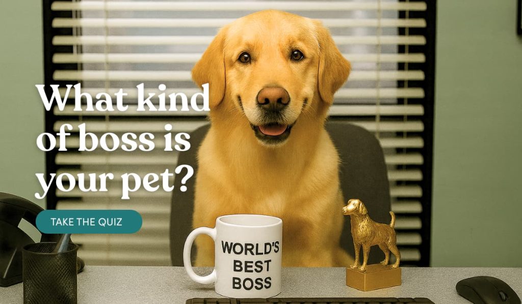 Take our pet personality  type quiz
