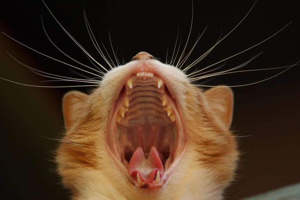 Why Do Cats Have Coarse Tongues? Mad Paws Blog